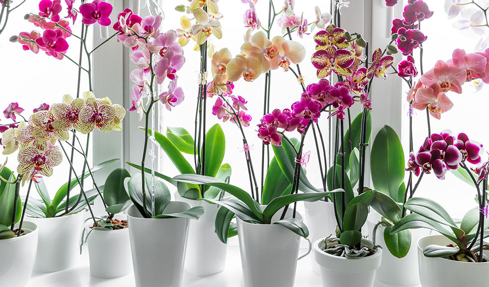 Orchid Care