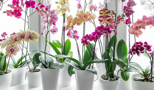 Orchid Care