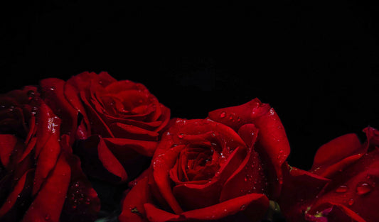 Celebrate the Romance in Your Life with Red Roses this Valentine's!