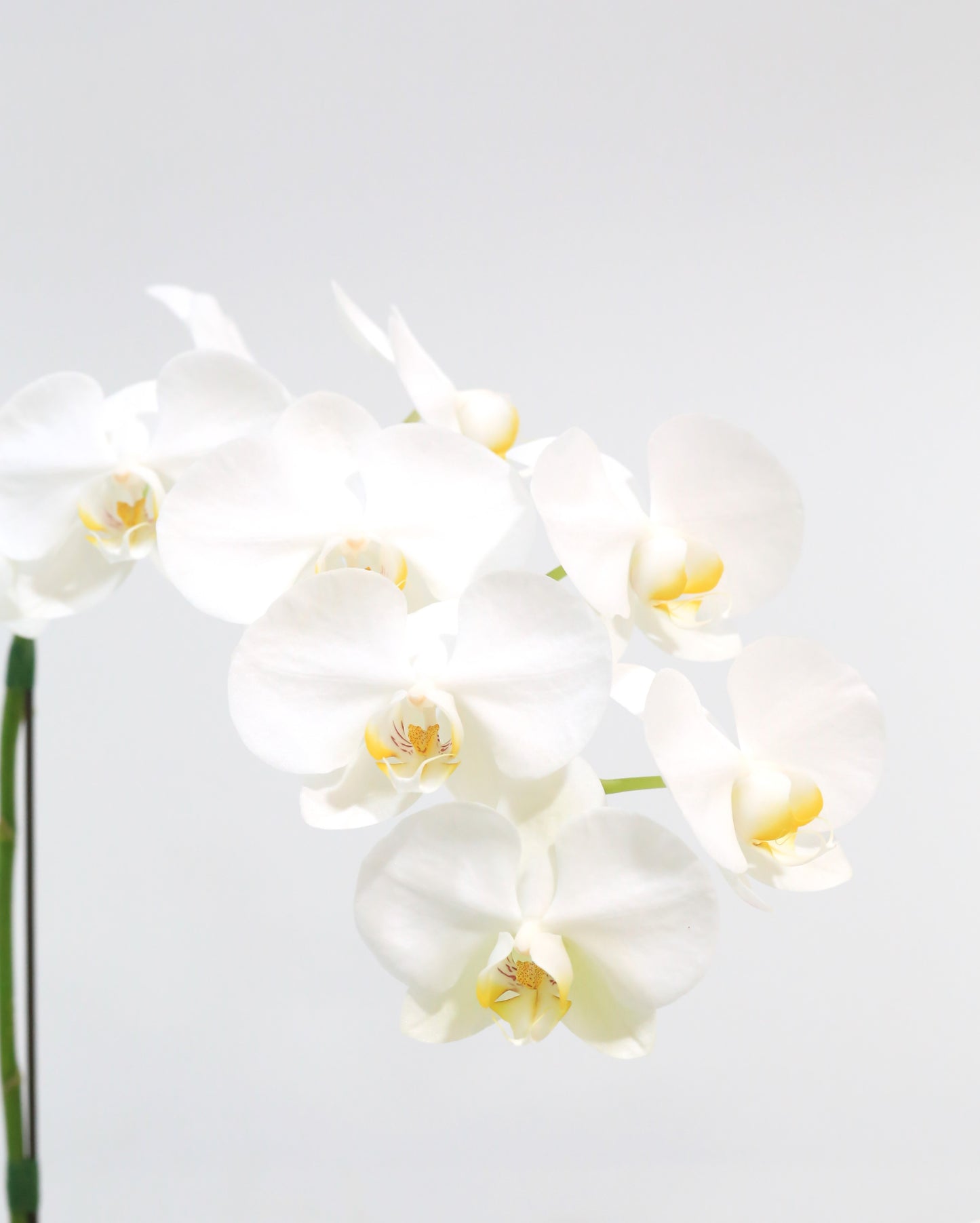 Elegant Bloom