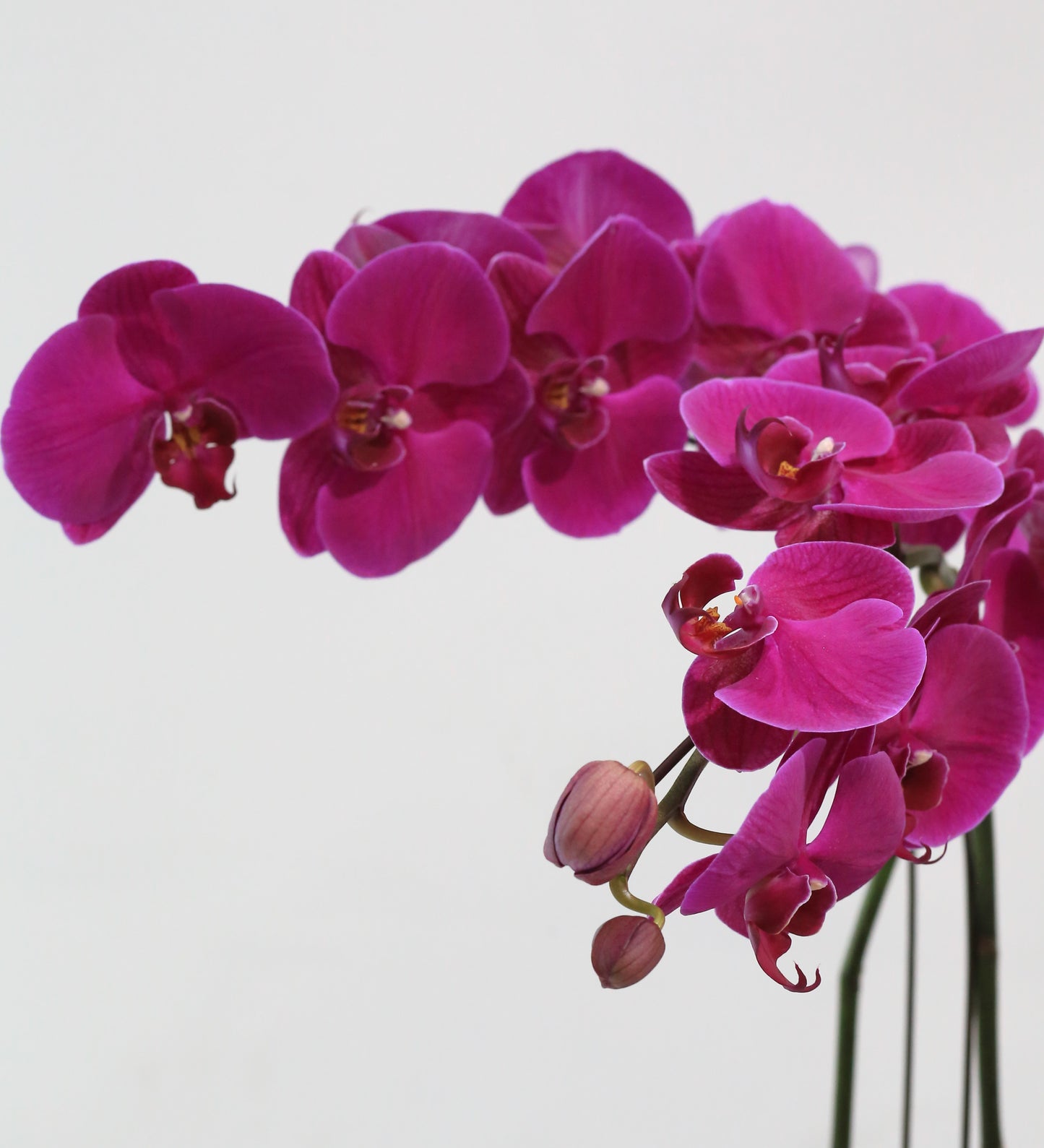 Deep Purple