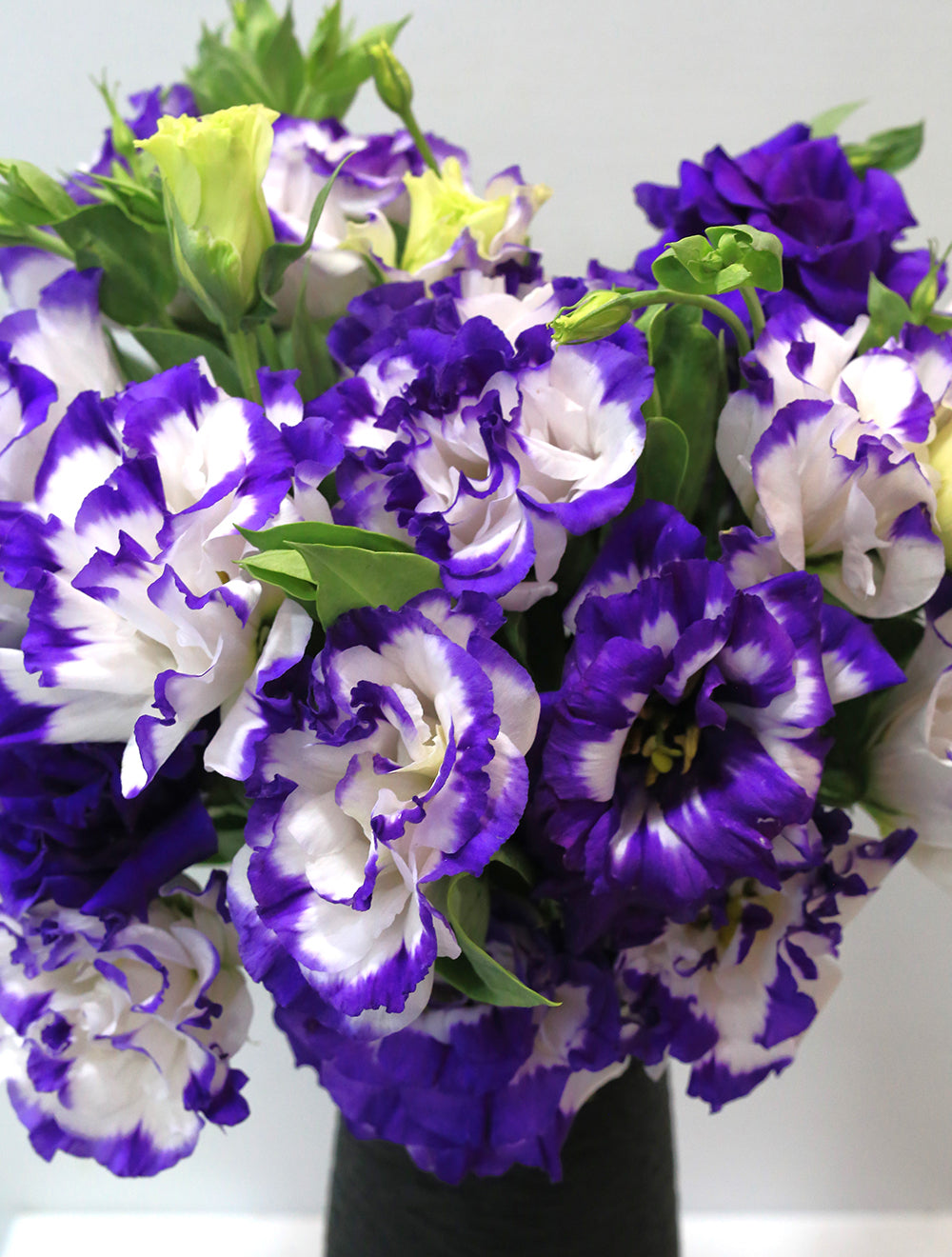 Violet