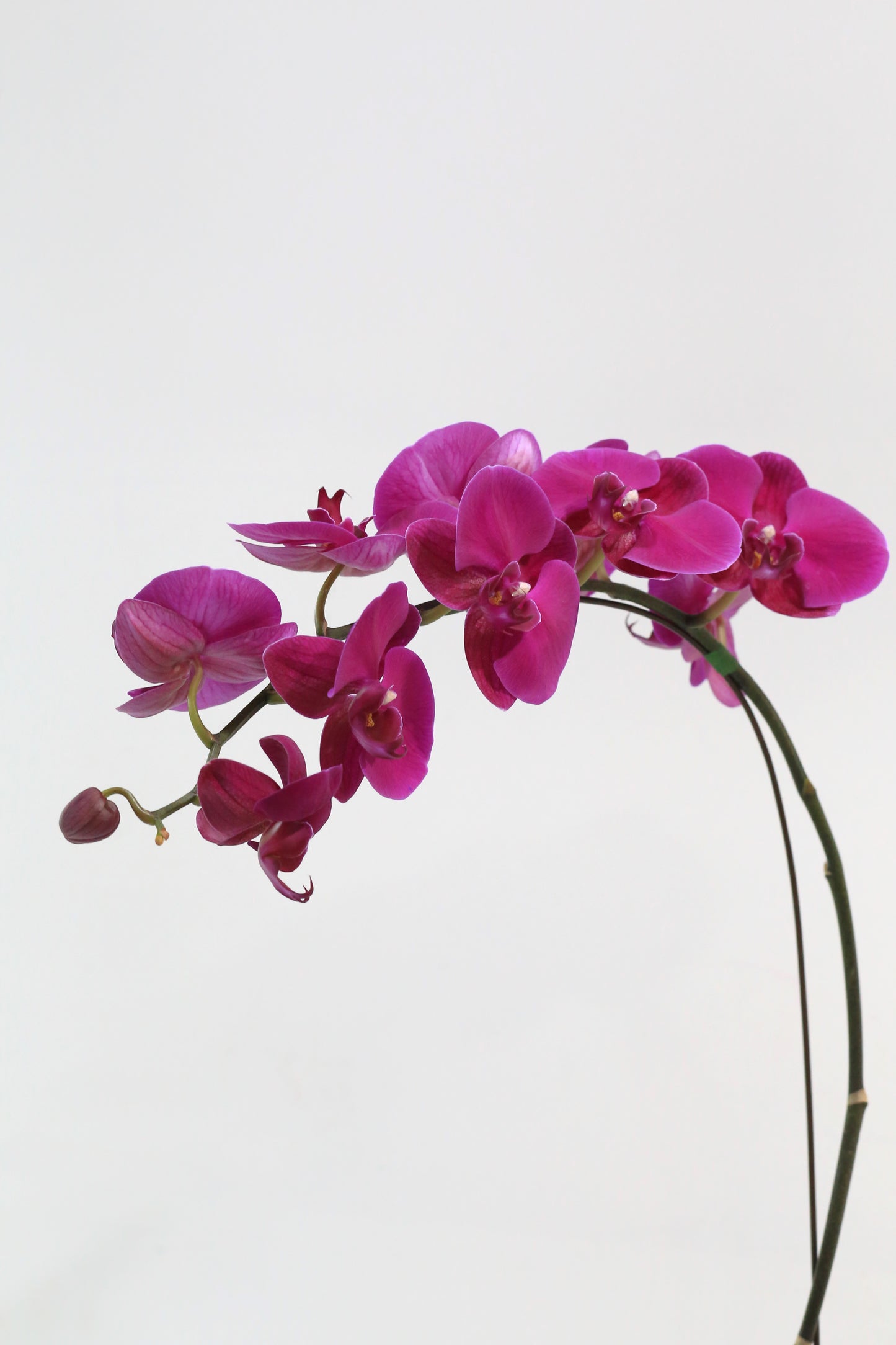 Royal Purple
