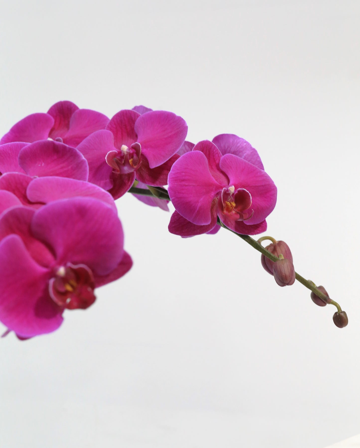 Purple Rain