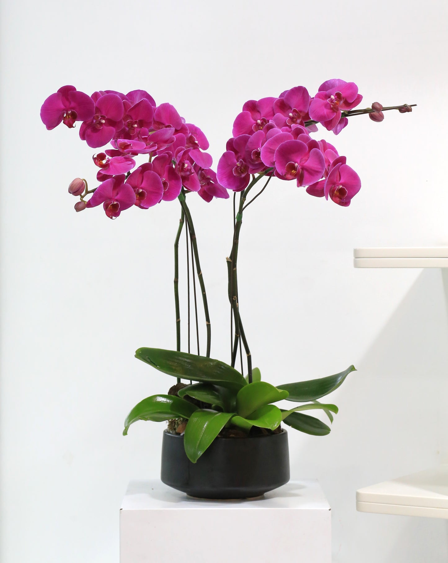 Royal Bloom