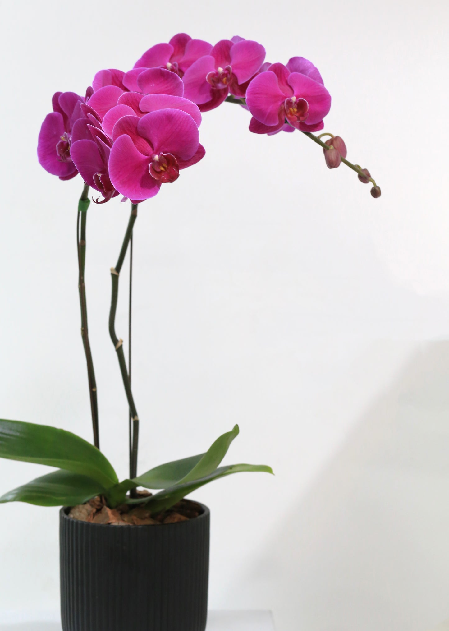 Violet Veil