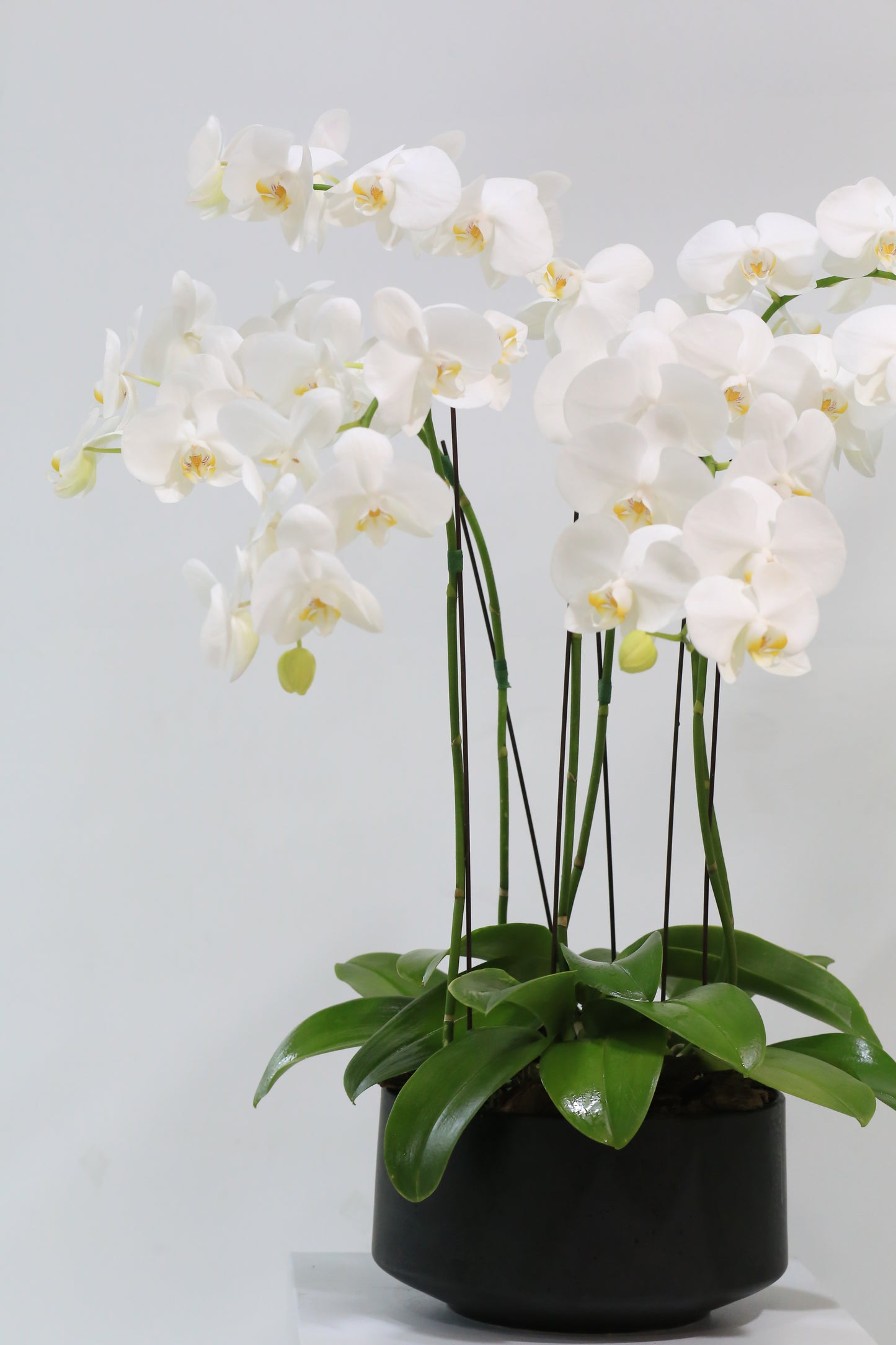 White Elegance