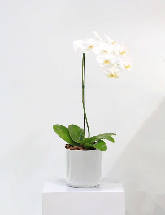 Winter Bloom