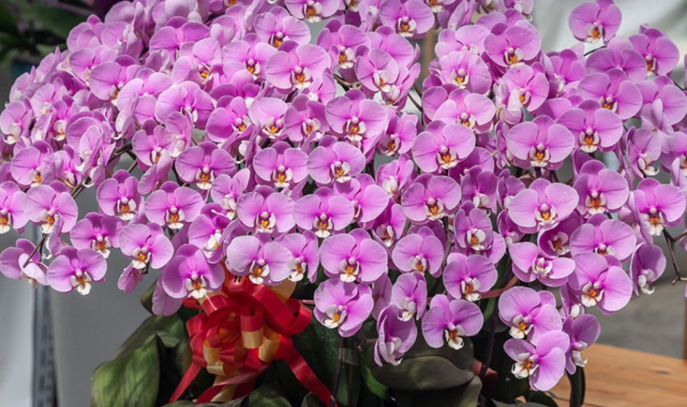 Unlock the Allure of the Phalaenopsis Orchid: Easy Maintenance Advice