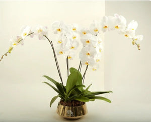 Our Orchid Plants