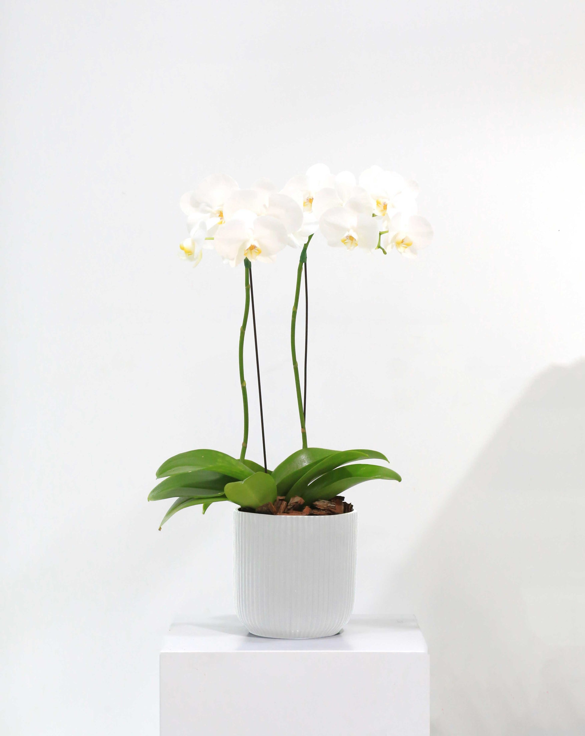Orchid Plant White