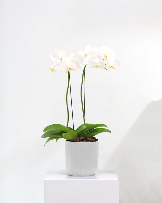 Orchid Plant White