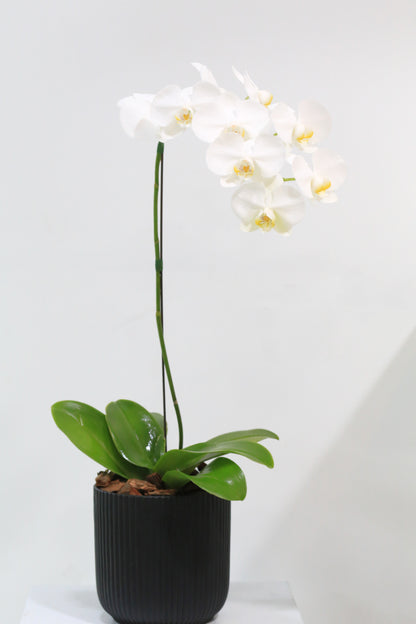 Elegant Bloom
