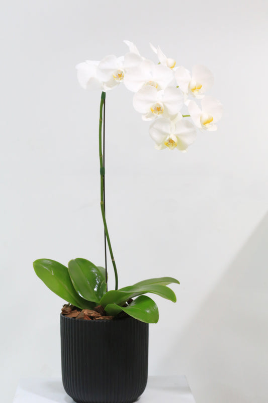 Elegant Bloom