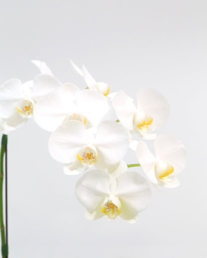 Elegant Bloom