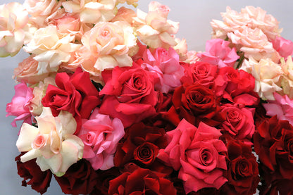 Serenade of Petals