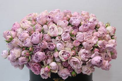 Lavender Lullaby