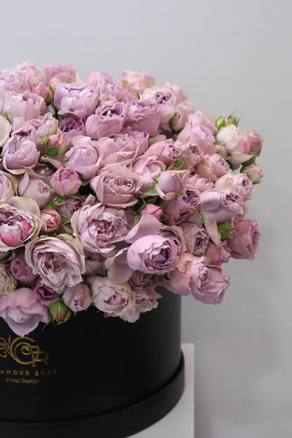 Lavender Lullaby