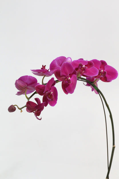 Royal Purple