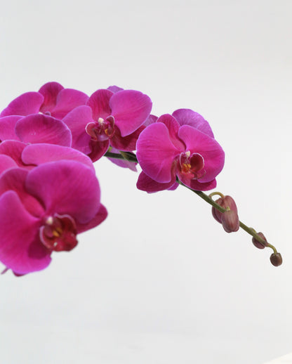 Purple Rain