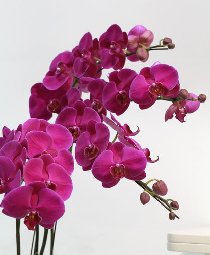 Twilight Elegance