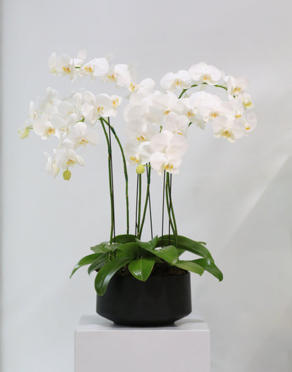 White Elegance