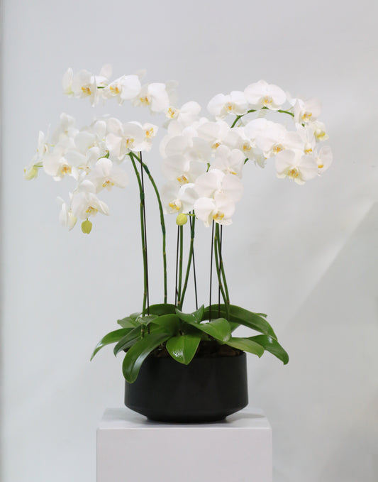 White Elegance
