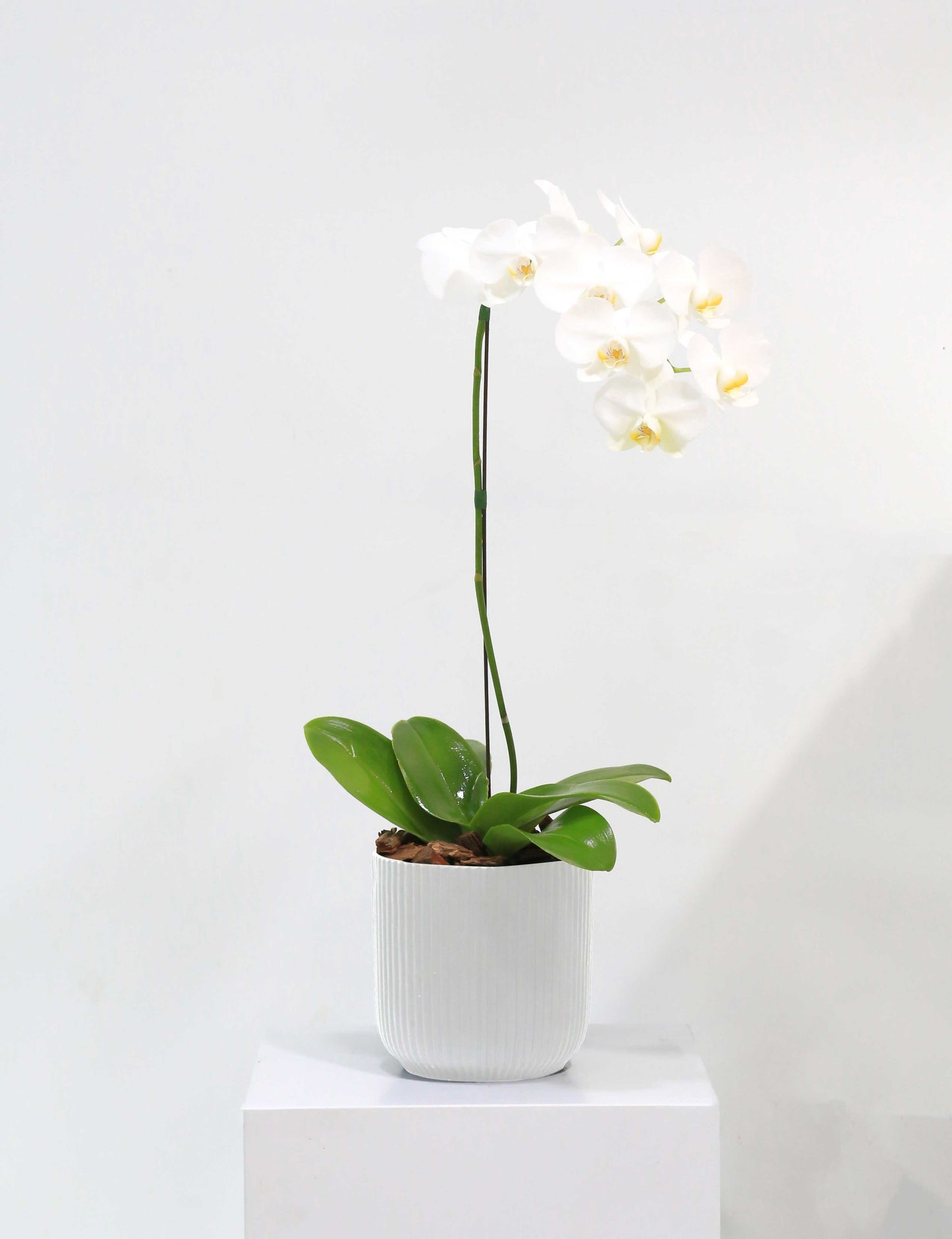 Winter Bloom