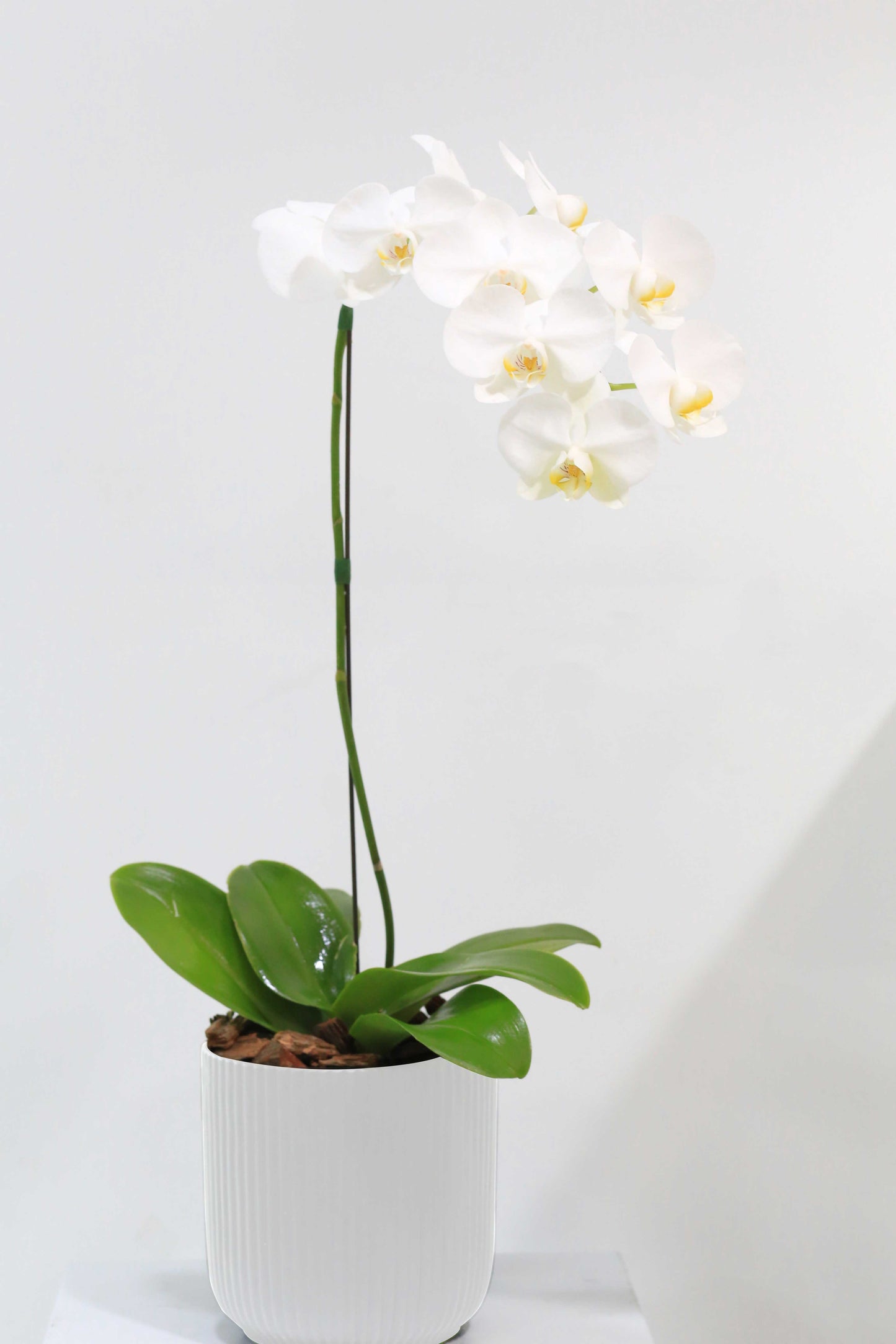 Winter Bloom