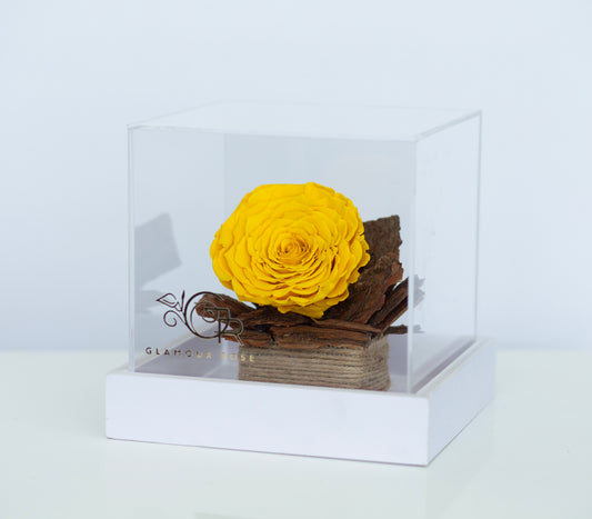 Yellow Infinity Rose